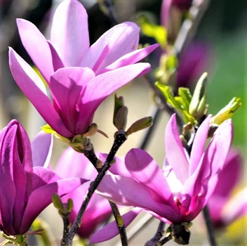 Саженцы Магнолии Рэнди (Magnolia Randy) Р9