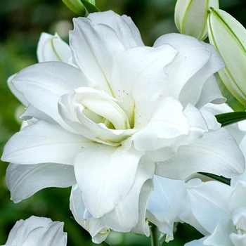 Луковицы Яскрава Лилия ориентальная махровая Lotus Pure (42786) (1шт)