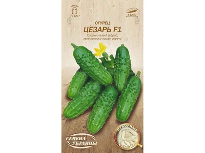 Огірок СЕМЕНА УКРАИНЫ (20 пачок) "Цезарь F1" ОВ 0,5г (сс)