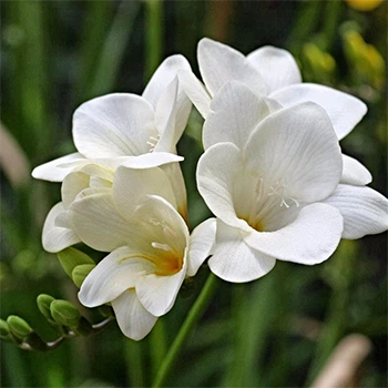 Луковицы Яскрава Фрезия простая White (29784) (5шт)