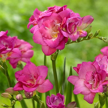 Луковицы Яскрава Фрезия полная Rose (29778) (5шт)