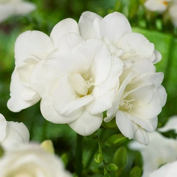Луковицы Яскрава Фрезия махровая (полная) White (29779) (5шт)