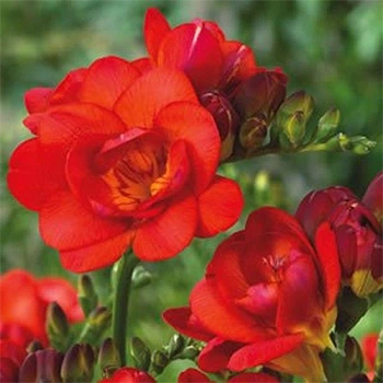 Луковицы Яскрава Фрезия махровая (полная) Red (29777) (5шт)