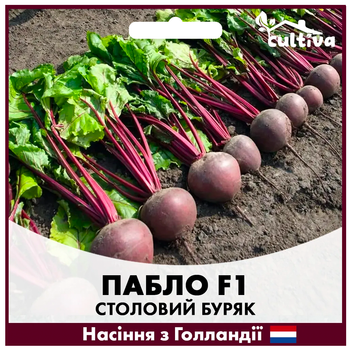 Голландське Насіння Bejo Буряк Пабло F1 3г