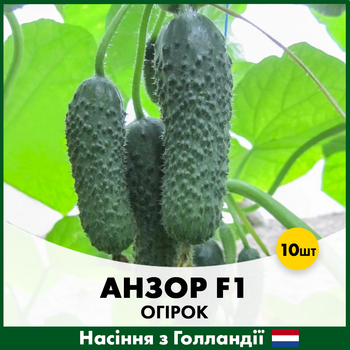 Голландские Семена Bejo Огурец Анзор F1, 10 шт