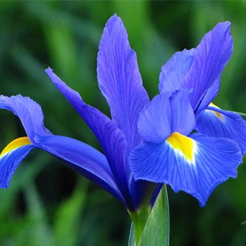 Луковицы Яскрава Ирис Hollandica Blue Magic (29751) (5шт)