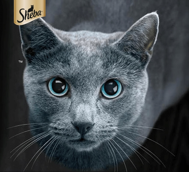 Mokra karma dla kota Sheba Selection soczyste smaki 4 x 85 g (3065890100145)