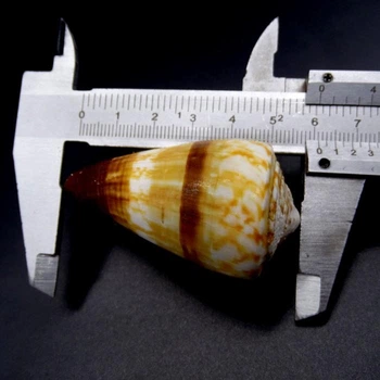 Морські мушлі Конус Conus miles, розмір довжина 5.5 см - 6.5 см