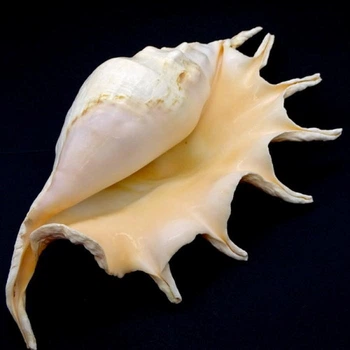 Морські раковини ламбіс трункату LAMBIS TRUNCATA LARGE довжина 19 см -22 см