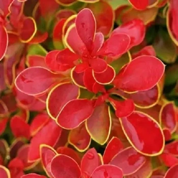 Барбарис Тунберга Корал/Мая. (Berberis thunbergii Coral Maja) С3