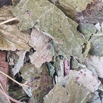 Смородина черная лист сушеный 100 г