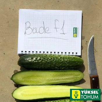 Огірок Баде F1 Yuksel Seeds 50 шт.