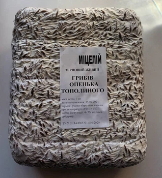 Живий зерновий міцелів грибів Опеньок тополіній (Cyclocybe aegerita) 1кг