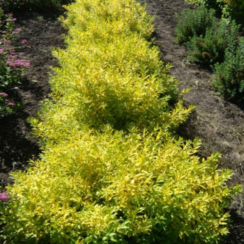 Бірючина Ауреа саджанці в горщиках для живої огорожі Ligustrum vulgare Aurea