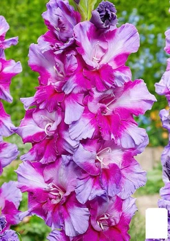 Гладіолус "Purple Art" (177208)