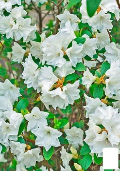 Азалия (рододендрон гибридный) "Whitethroat" (177737)