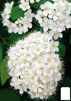Спірея японська 2-х річна "Albiflora" вазон С2, висота 20-40см (176825)