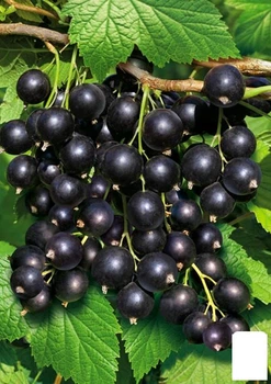 Смородина черная "Сиана" (ранний срок созревания, зимостойкий сорт) (177224)