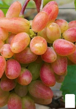 Виноград "Ух-ты" Шамаханская царица (ранний сорт, крупная сладкая, ароматная ягода) (177273)