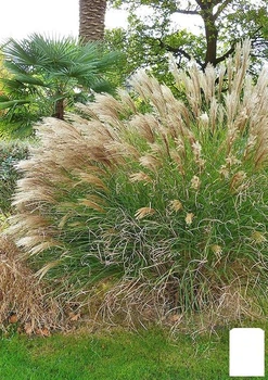Мискантус китайский "Gracillimus" вазон С2 (176608)