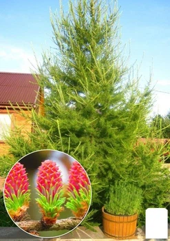 Лиственница Европейская (Larix Decidua) горшок P9 (153961)
