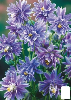 Аквилегия махровая "Blue Barlow" (176367)
