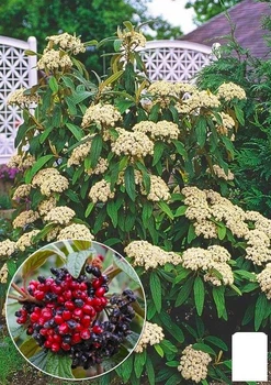 Калина вечнозеленая морщинистая (Viburnum rhytidophyllum) (178789)