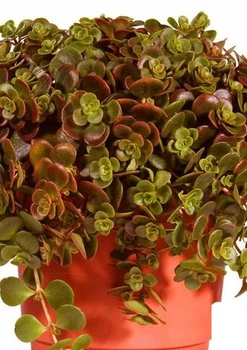 Очиток "Tundra Tornado" (Sedum makinoi) (159418)