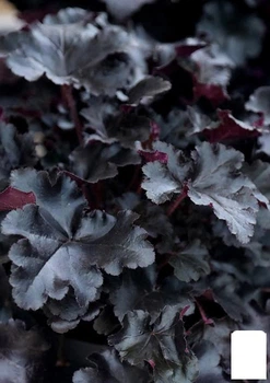 Гейхера (Heuchera) "Black Taffeta" С1 (высота 15-30см) (154082)
