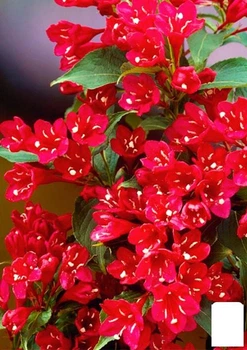 Вейгела "Eva Rathke" (Weigela x hybrida) (177063)