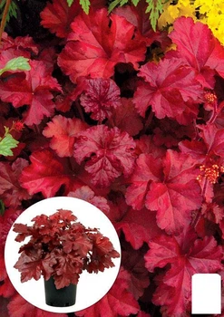 Гейхера (Heuchera) "Fire Chief" (145203)