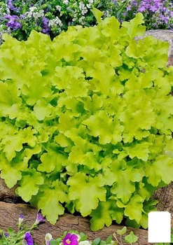 Гейхера (Heuchera) "Lime Marmalade" С1 (высота 15-30см) (154084)