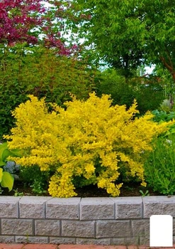 Барбарис Тунберга "Golden Dream" (176646)