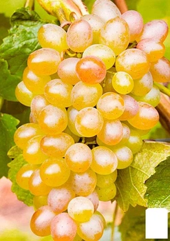Виноград "Белое пламя" (кишмиш) (44879)
