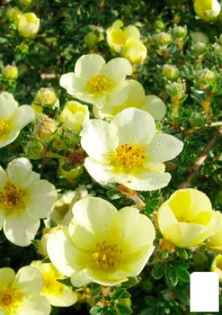 Лапчатка Кустарниковая "Primrose Beauty" (153984)