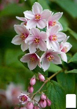 Дейція гібридна "Mont Rose" (177161)