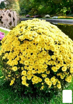 Хризантема мультифлора куляста "Ourasi Yellow" (130599)