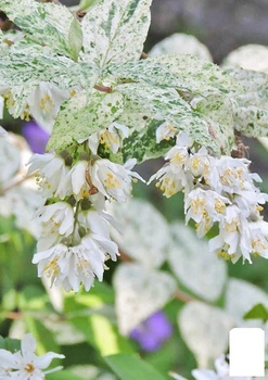 Дейція витончена "Variegata" (177272)