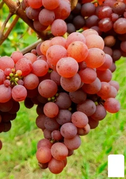 Виноград "Аристократ" (ранний, сочный, крупный сорт) (25524)
