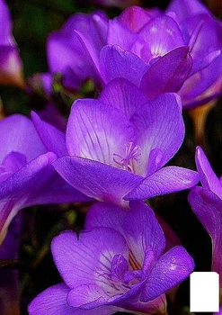 Фрезия простая "Purple" (176343)