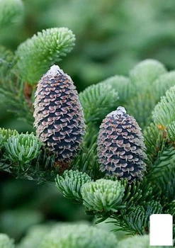 Пихта Фразера (Abies Fraseri) горшок P9 (176501)