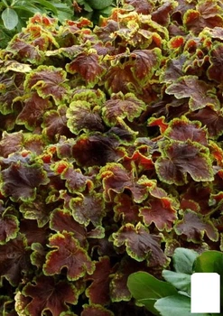 Гейхерелла (Heucherella) "Solar Eclipse" С1 (высота 15-30см) (154085)