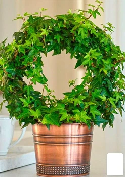 Плющ вічнозелений садовий вузьколистий "Sagittaefolia" С2 висота 25-50см (177036)
