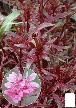Гаура Variegata "Rainbow" (ефектний багаторічник) (155474)