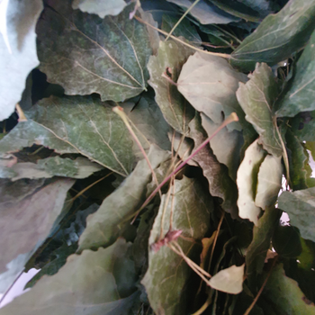 Осина обыкновенная лист сушеный 100 г