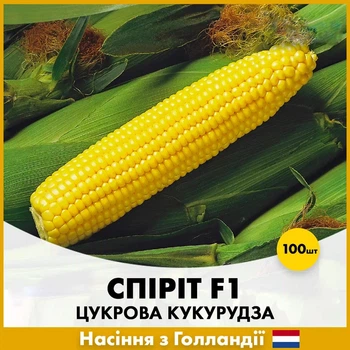 Голландские семена Syngenta Сахарная кукуруза Спирит F1 100 шт