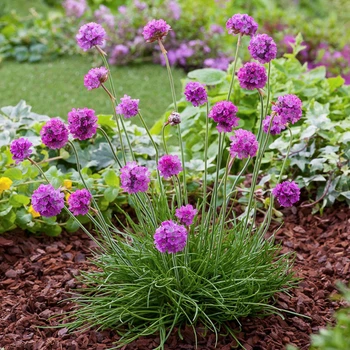 Армерия приморская 'Rubrifolia'. Контейнер 0.5 л