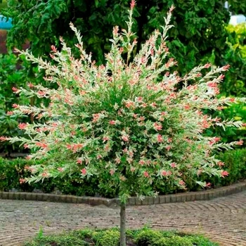 Саженцы ивы на штамбе Хакуро-Нишики