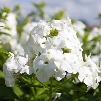 Флокс Rembrandt Florium