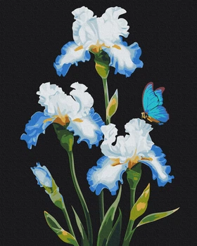 Картина по номерам 40х50 см. Ирисы на чёрном фоне © Anna Steshenko. Brushme